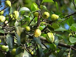 Cambogia